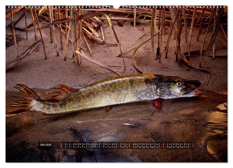 Produktbild: UNSER FISCH. S&Uuml;&szlig;WASSER. (Wandkalender 2026 DIN A2 quer), CALVENDO Monatskalender