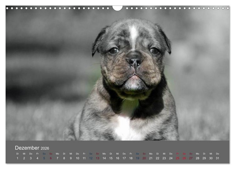Produktbild: Bulldoggen-Zwerge (Wandkalender 2026 DIN A3 quer), CALVENDO Monatskalender