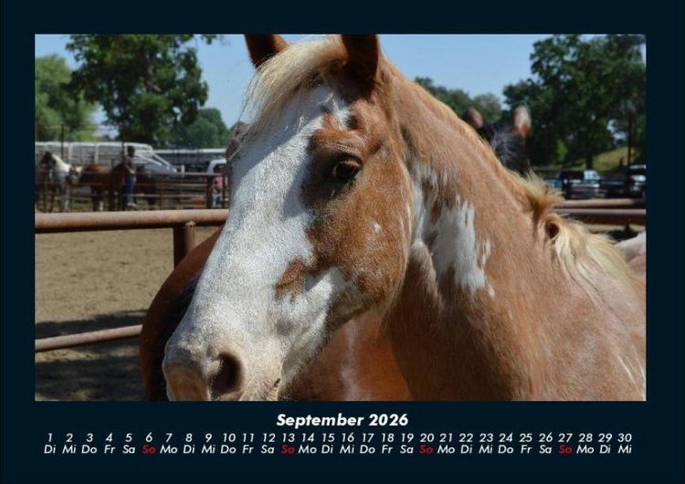 Produktbild: Pferdetraum 2026 Fotokalender DIN A4