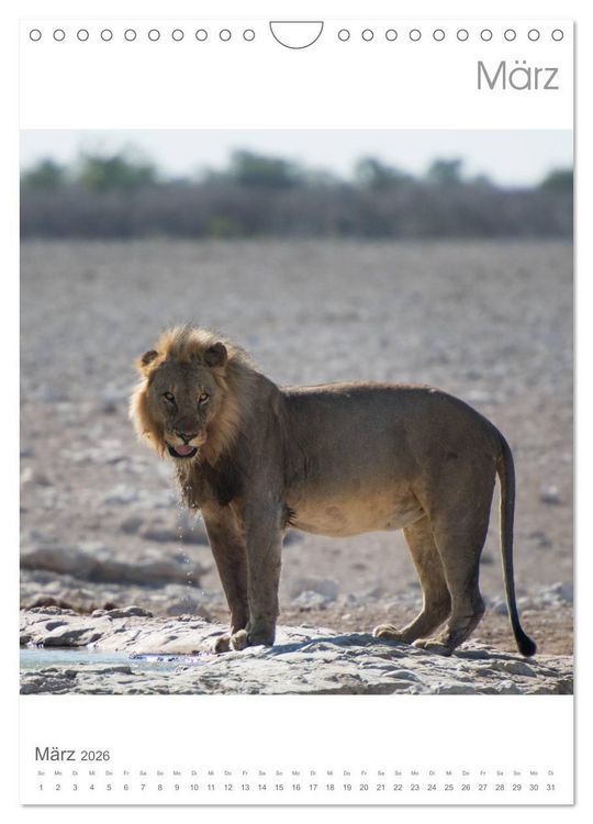 Produktbild: BIG CATS - Namibias Raubkatzen (Wandkalender 2026 DIN A4 hoch), CALVENDO Monatskalender