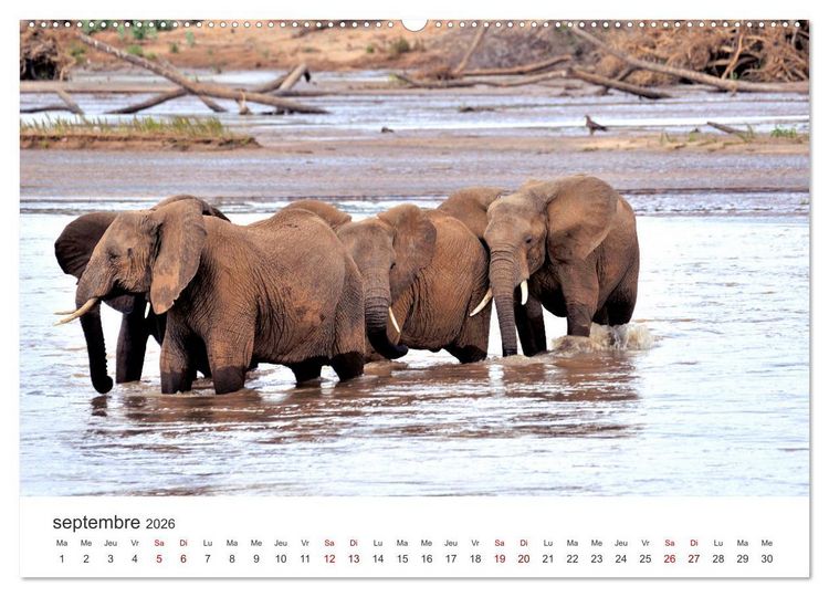 Produktbild: &Eacute;l&eacute;phants en Afrique (Calendrier mural 2026 DIN A2 vertical) calendrier de bureau