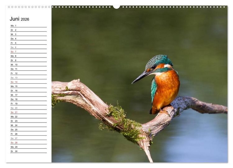Produktbild: Eisv&ouml;gel (Wandkalender 2026 DIN A2 quer), CALVENDO Monatskalender
