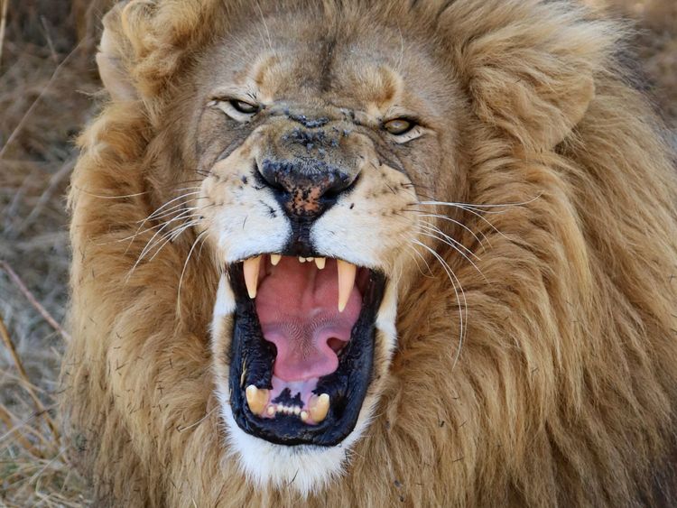 Produktbild: CALVENDO Puzzle Ein Motiv aus dem Kalender LION KING SELFIES L&ouml;wen hautnah | 1000 Teile Lege-Gr&ouml;&szlig;e 64x48cm Foto-Puzzle f&uuml;r gl&uuml;ckliche Stunden