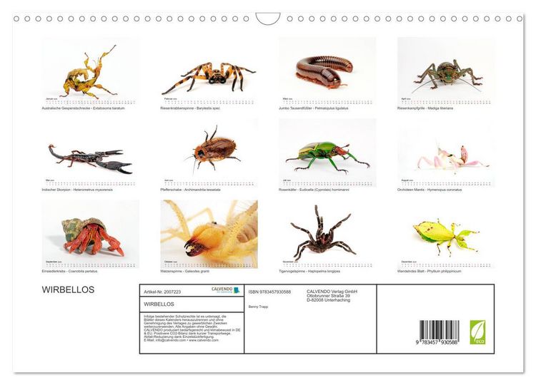 Produktbild: WIRBELLOS (Wandkalender 2026 DIN A3 quer), CALVENDO Monatskalender