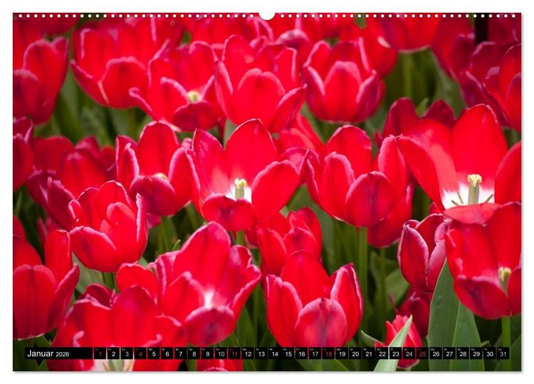 Produktbild: Tulpen (hochwertiger Premium Wandkalender 2026 DIN A2 quer), Kunstdruck in Hochglanz