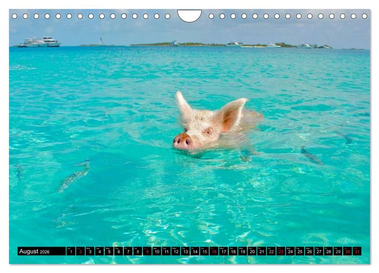 Produktbild: The Swimming Pigs of Bahamas (Wall Calendar 2026 DIN A4 landscape), CALVENDO 12 Month Wall Calendar