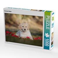 Produktbild: CALVENDO Puzzle Hovawart Welpe | 1000 Teile Lege-Gr&ouml;&szlig;e 64x48cm Foto-Puzzle f&uuml;r gl&uuml;ckliche Stunden