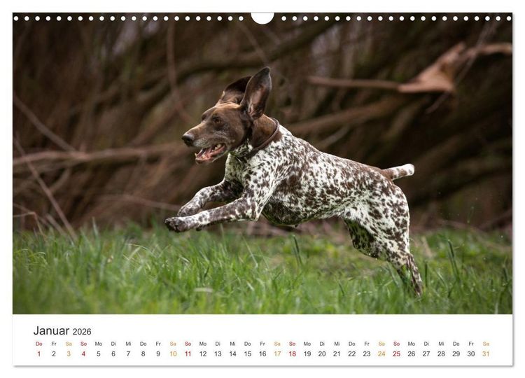 Produktbild: Treue Jagdgef&auml;hrten - Jagdhunderassen im Portrait (Wandkalender 2026 DIN A3 quer), CALVENDO Monatskalender