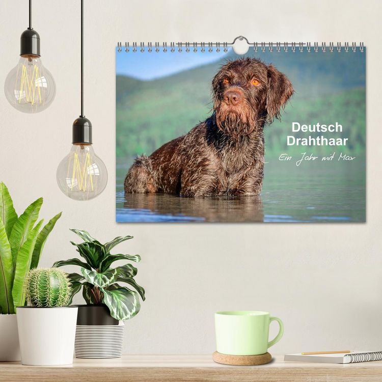 Produktbild: Deutsch Drahthaar - Ein Jahr mit Max (Wandkalender 2026 DIN A4 quer), CALVENDO Monatskalender