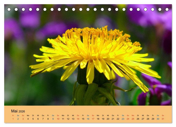 Produktbild: Wildblumen 2026 (Tischkalender 2026 DIN A5 quer), CALVENDO Monatskalender