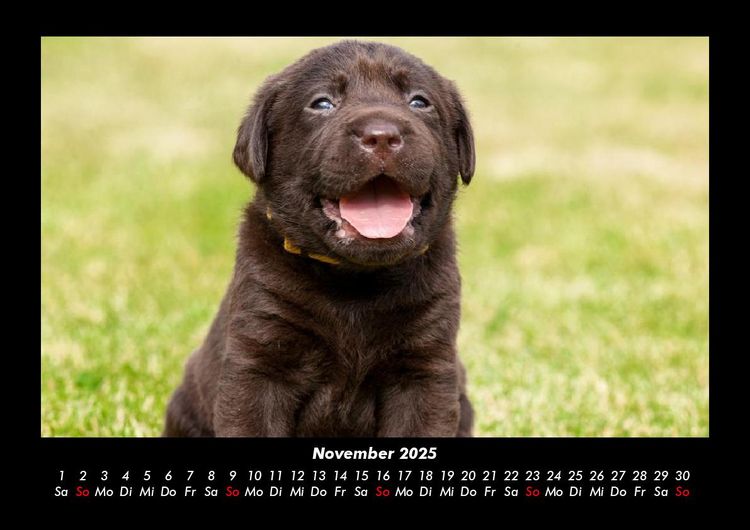 Produktbild: Welt der Tiere 2025 Fotokalender DIN A3