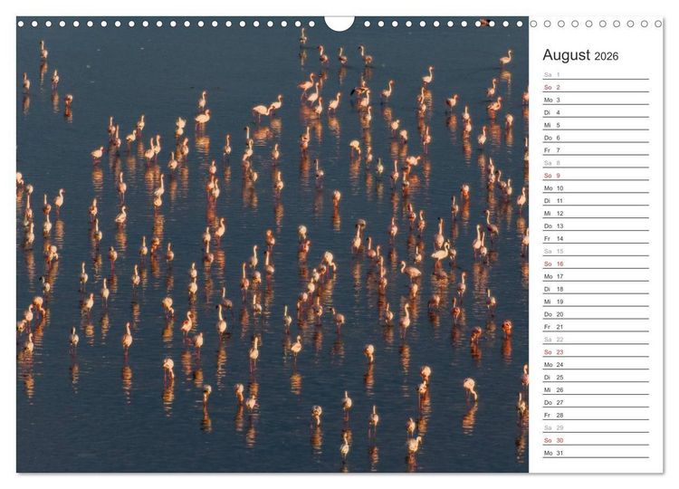 Produktbild: Flamingo Impressionen 2026 (Wandkalender 2026 DIN A3 quer), CALVENDO Monatskalender