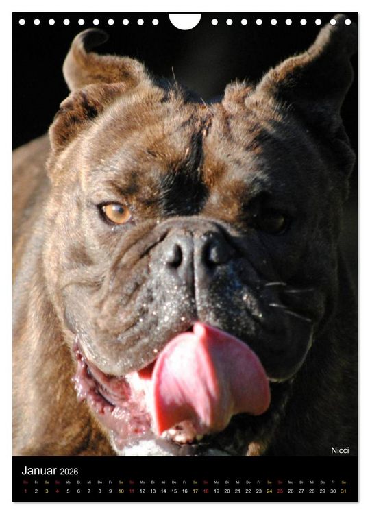 Produktbild: Bulldoggen-Gesichter (Wandkalender 2026 DIN A4 hoch), CALVENDO Monatskalender