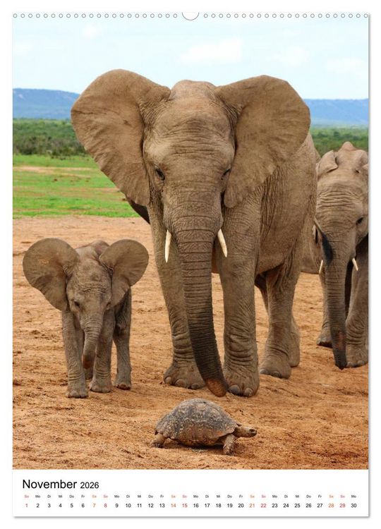 Produktbild: S&Uuml;DAFRIKA Wild-Tiere im Addo Elephant Park (Wandkalender 2026 DIN A2 hoch), CALVENDO Monatskalender