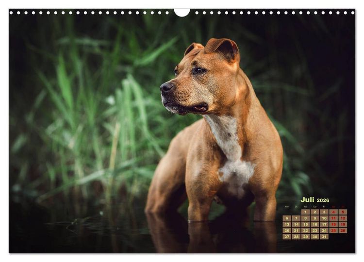 Produktbild: Listenhunde - mehr als nur eine Kategorie (Wandkalender 2026 DIN A3 quer), CALVENDO Monatskalender