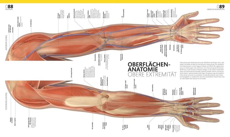 Produktbild: Anatomie und Physiologie