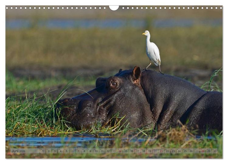 Produktbild: Flusspferde Magie des Augenblicks - Hippos in Afrika (Wandkalender 2026 DIN A3 quer), CALVENDO Monatskalender