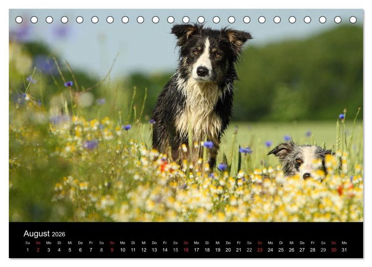 Produktbild: Der Bordercollie-Kalender (Tischkalender 2026 DIN A5 quer), CALVENDO Monatskalender