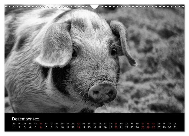 Produktbild: Das Leben der Schweine (Wandkalender 2026 DIN A3 quer), CALVENDO Monatskalender