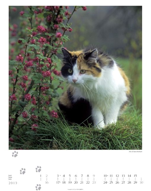 Produktbild: GartenTiger 2013