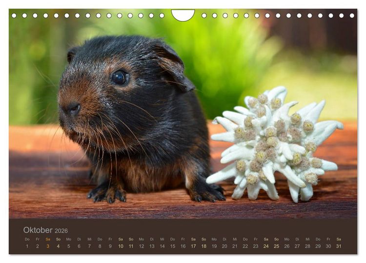 Produktbild: Meerschweinchen Portraits (Wandkalender 2026 DIN A4 quer), CALVENDO Monatskalender