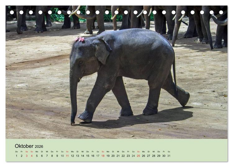 Produktbild: Elefanten. Badespa&szlig; am Strand (Tischkalender 2026 DIN A5 quer), CALVENDO Monatskalender