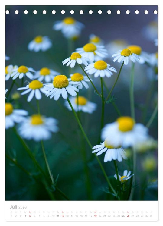 Produktbild: Wiesenblumen (Tischkalender 2026 DIN A5 hoch), CALVENDO Monatskalender
