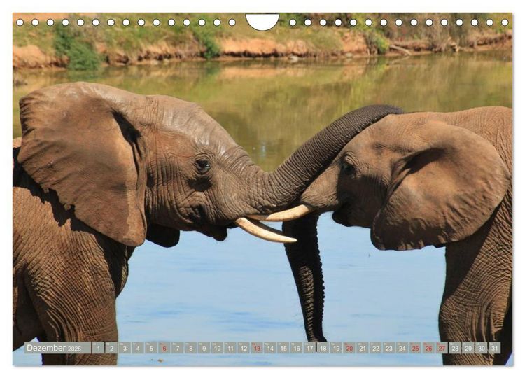 Produktbild: Asiatische und afrikanische Elefanten (Wandkalender 2026 DIN A4 quer), CALVENDO Monatskalender