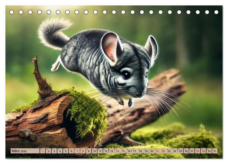 Produktbild: Chinchillas - Meister der Niedlichkeit (Tischkalender 2026 DIN A5 quer), CALVENDO Monatskalender