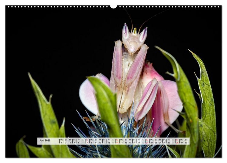 Produktbild: Die Orchideen Gottesanbeterin (Wandkalender 2026 DIN A2 quer), CALVENDO Monatskalender