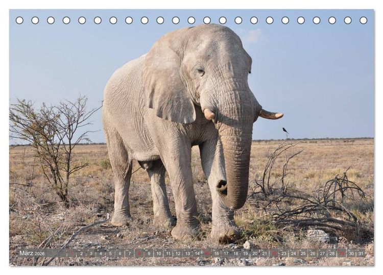 Produktbild: ELEFANTEN IN UNBER&Uuml;HRTER NATUR (Tischkalender 2026 DIN A5 quer), CALVENDO Monatskalender
