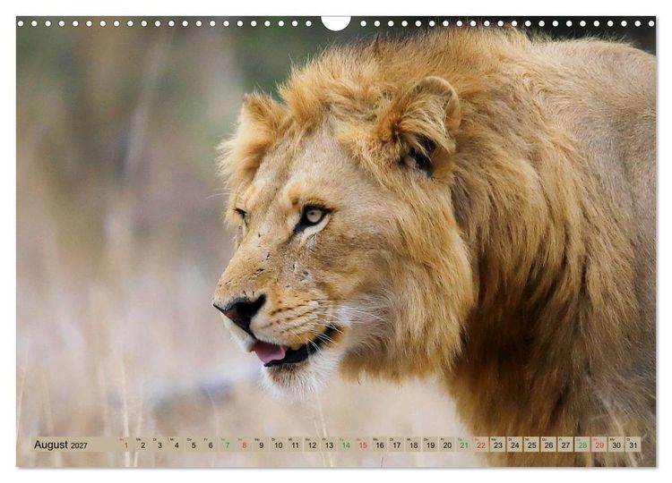 Produktbild: Katzen Afrikas (Wandkalender 2027 DIN A3 quer), CALVENDO Monatskalender