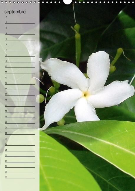 Produktbild: Blank, R: Fleurs tropicales / calendrier anniversaire (Calen
