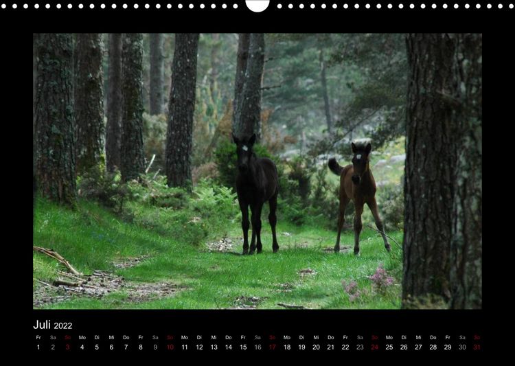 Produktbild: Garranos (Wandkalender 2022 DIN A3 quer)