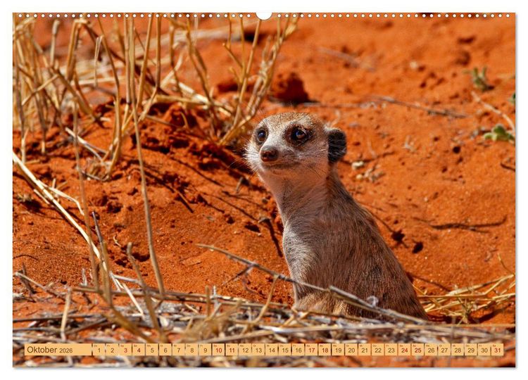 Produktbild: Afrikas Tierwelt - Erdm&auml;nnchen (Wandkalender 2026 DIN A2 quer), CALVENDO Monatskalender