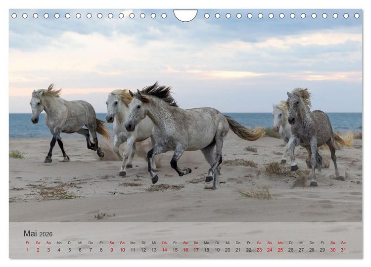 Produktbild: Die wei&szlig;en Pferde der Camargue (Wandkalender 2026 DIN A4 quer), CALVENDO Monatskalender