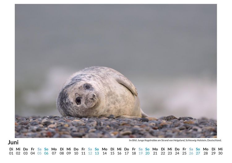 Produktbild: Robben am Strand von Helgoland