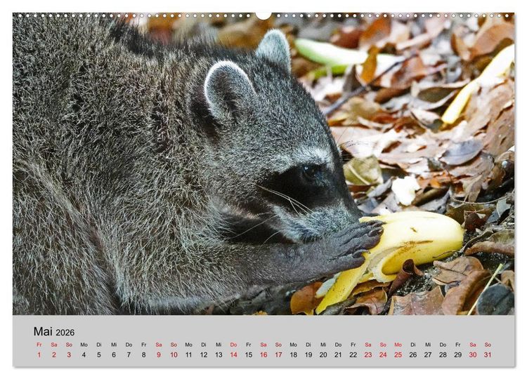 Produktbild: COSTA RICA - Tierische Momente (hochwertiger Premium Wandkalender 2026 DIN A2 quer), Kunstdruck in Hochglanz
