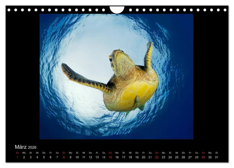 Produktbild: OCEAN - ART (Wandkalender 2026 DIN A4 quer), CALVENDO Monatskalender
