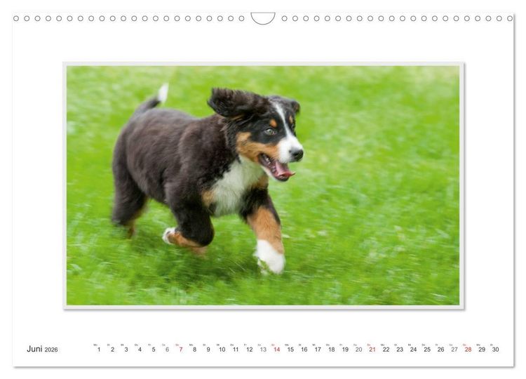 Produktbild: Emotionale Momente: Berner Sennenhund. (Wandkalender 2026 DIN A3 quer), CALVENDO Monatskalender