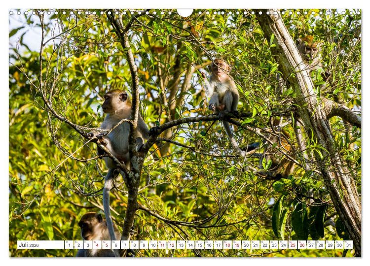 Produktbild: Gunung Leuser Nationalpark Sumatra (Wandkalender 2026 DIN A3 quer), CALVENDO Monatskalender