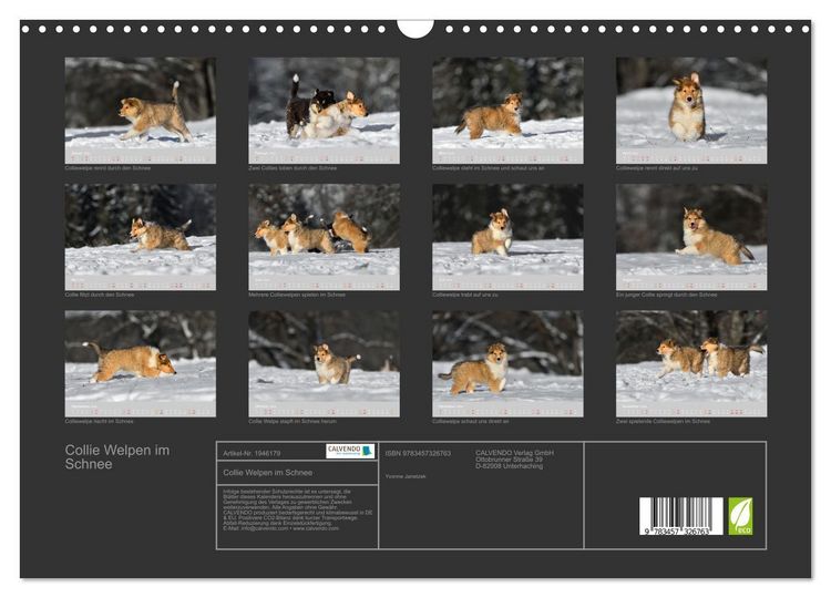 Produktbild: Collie Welpen im Schnee (Wandkalender 2026 DIN A3 quer), CALVENDO Monatskalender