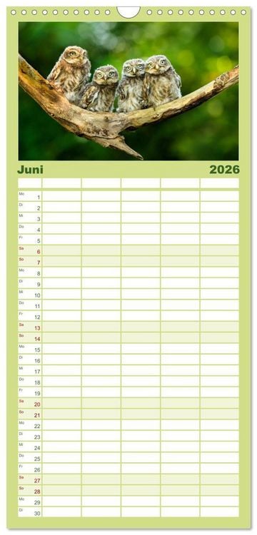 Produktbild: Familienplaner 2026 - Steink&auml;uze (Athene noctua) mit 5 Spalten (Wandkalender, 21 x 45 cm) CALVENDO