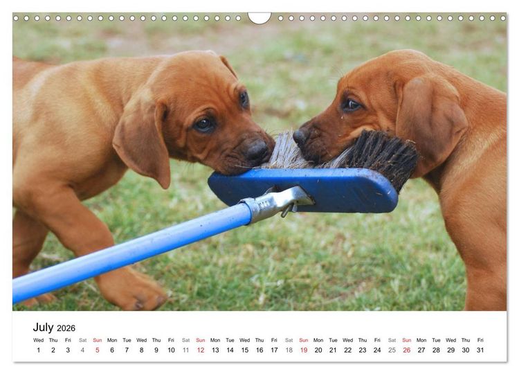 Produktbild: Rhodesian Ridgeback Puppies (Wall Calendar 2026 DIN A3 landscape), CALVENDO 12 Month Wall Calendar