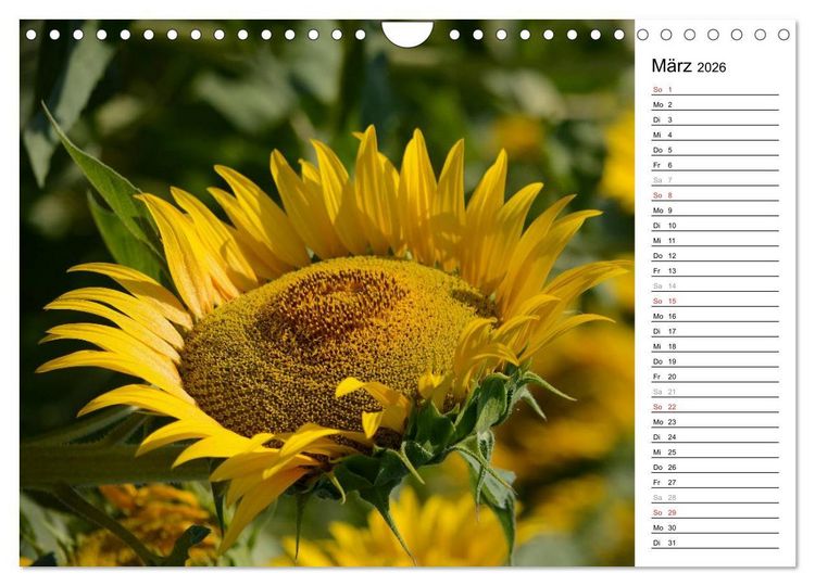 Produktbild: Ein Jahr lang Sonnenblumen (Wandkalender 2026 DIN A4 quer), CALVENDO Monatskalender