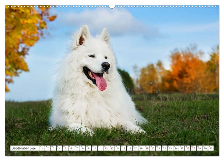 Produktbild: Der Samojede - Sch&ouml;nheit des Nordens (hochwertiger Premium Wandkalender 2026 DIN A2 quer), Kunstdruck in Hochglanz