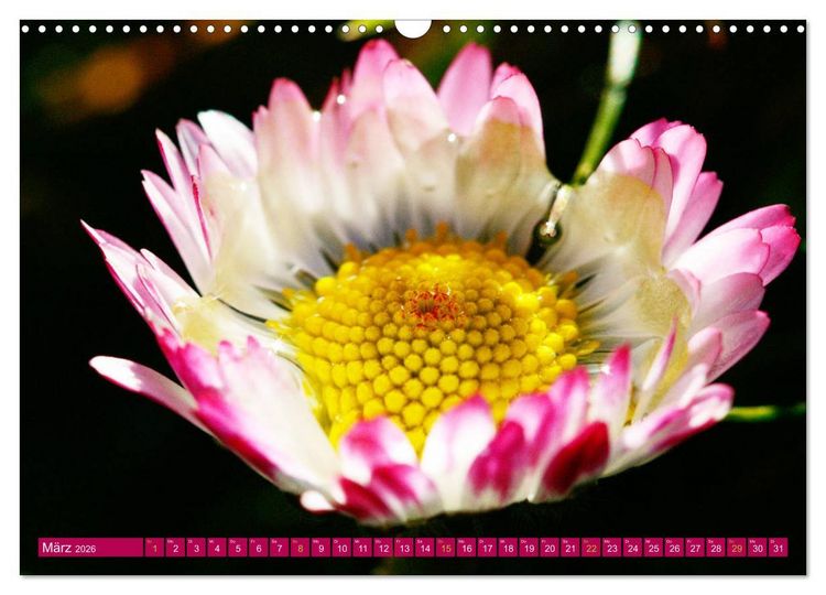 Produktbild: Auf Augenh&ouml;he mit G&auml;nsebl&uuml;mchen (Wandkalender 2026 DIN A3 quer), CALVENDO Monatskalender