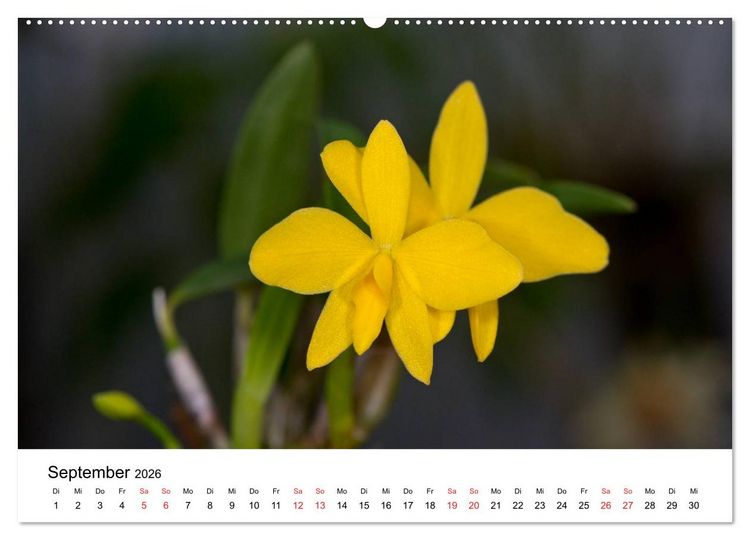 Produktbild: Vielfalt der Orchideen (hochwertiger Premium Wandkalender 2026 DIN A2 quer), Kunstdruck in Hochglanz
