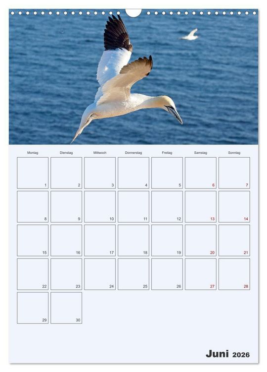 Produktbild: Wildes Leben auf Helgoland (Wandkalender 2026 DIN A3 hoch), CALVENDO Monatskalender