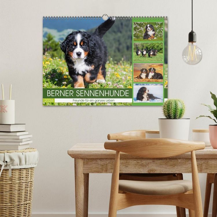 Produktbild: Berner Sennenhunde - Freunde f&uuml;r ein ganzes Leben (Wandkalender 2026 DIN A3 quer), CALVENDO Monatskalender